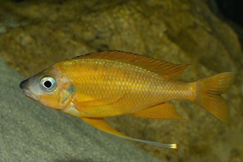 Ophthalmotilapia nasuta 'Kipili'